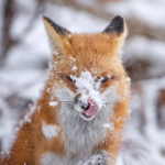 Wildlife Photography