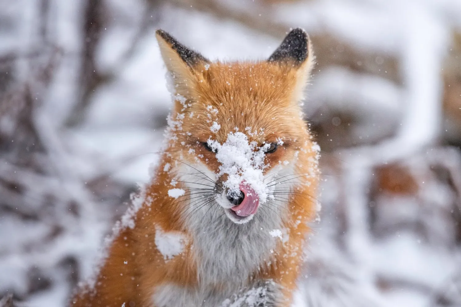 Wildlife Photography